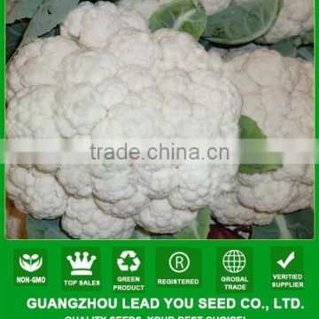 NCF35 Zaodian early mature hybrid cauliflower seeds,name of vegetable seed