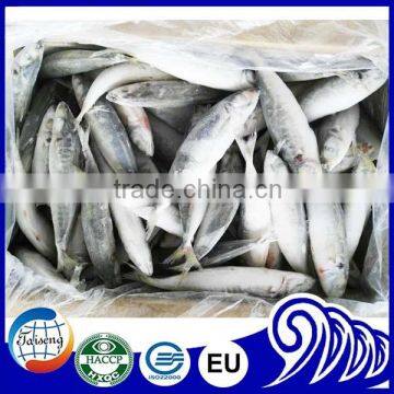 IQF Frozen Small Eye Horse Mackerel Decapterus Maruadsi