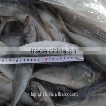 Frozen horse mackerel competitive price for sale