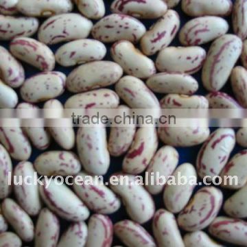 2015 Crop Light Specked Kidney beans