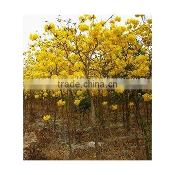 Tabebuia chrysantha yellow flower tropical trees