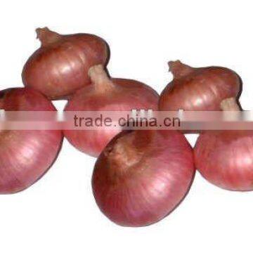 chinese fresh onion