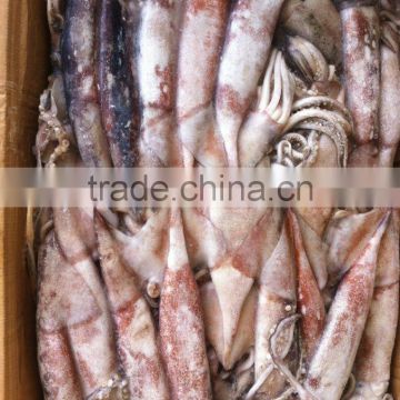 Frozen whole round squid with nice quality