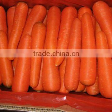 new crop of carrot/competitive price