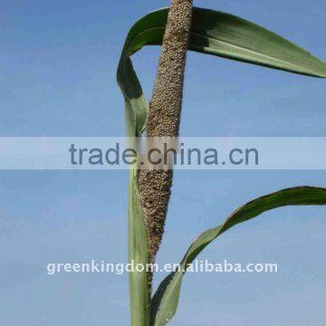 Forage Hybrid Pennisetum Grass Energy Plant Seed Supplier