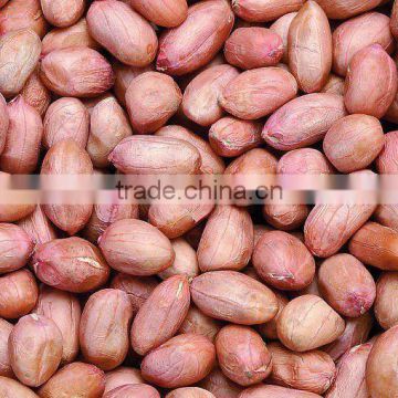 Shandong organic roasted and blanched peanut