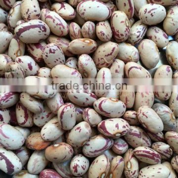 small round shape ight speckled Kidney Bean Pinto bean