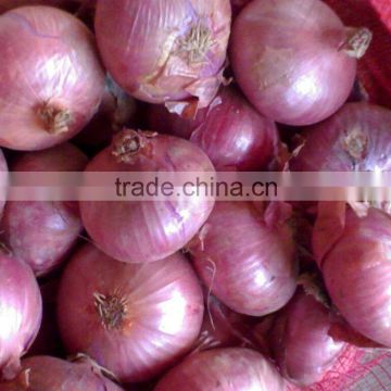 Fresh onion/fresh red onion/yellow onion