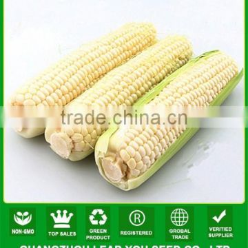 NCO05 Xihu guangzhou high yield quality hybrid maize seed