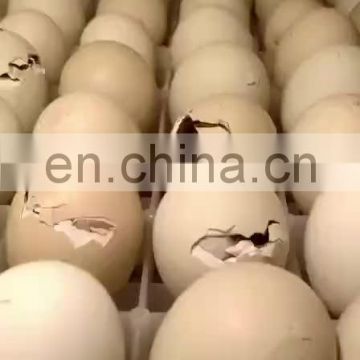 Digital temperature controller incubator for 5000 eggs