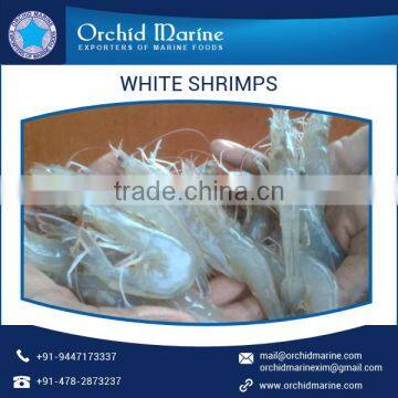 Best Quality Cost Effective White Shrimps of Natural Taste at Low Price