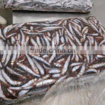 hot sales Land frozen anchovy for bait