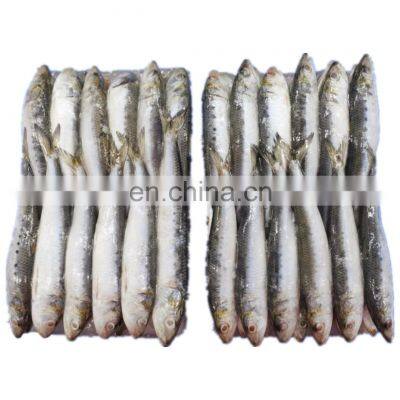 Good quality frozen sardine fish block for fishing bait