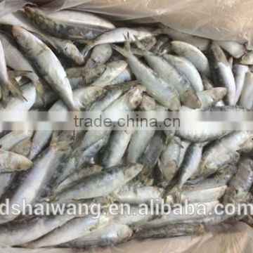 Land Frozen Whole sardine from China