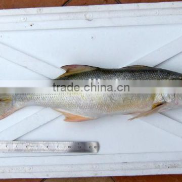 frozen fourfinger threadfin/ikan senangin fish