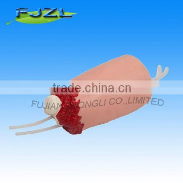 Hot sales human Nursing Bone puncture and stock vein model for study