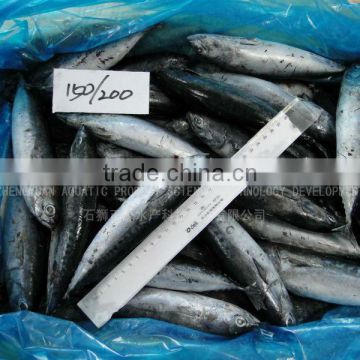 Best Fish Price Frozen Bonito Fish 150-200