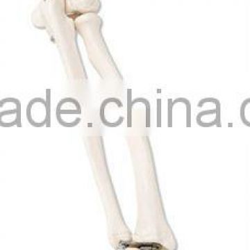 Life-Size Upper Extremity Model