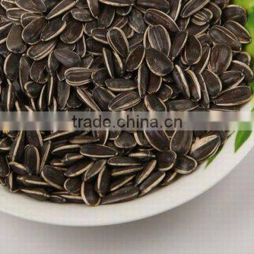 sunflower seeds 2013 crop American type 5009 22/64