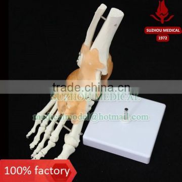 Life-size foot joint with ligaments