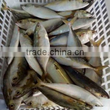 wholesale seafood indian mackerel