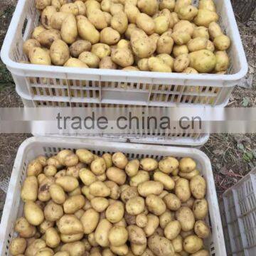 Fresh Holland Potato With Market Lowest Price