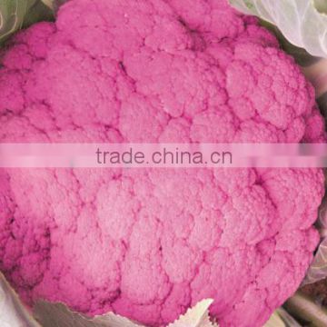 Hybrid cauliflower seeds for growing-Purple Crown No.2