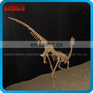 Dinosaur Skeletons Replicas for Indoor Exhibition