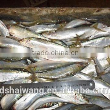 Frozen Sardines (Sardinella Longiceps) for bait and canning 150-190 pcs