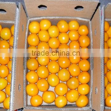 Mandarin "Kinnow" Special Offer