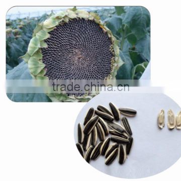 1230 Chinese high setting rate sunflower seed