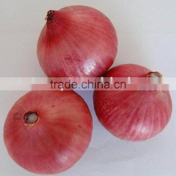 Fresh Purple Red Onion