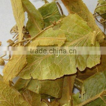 dried linden leaf