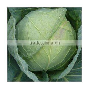 C08 Xiaguang early maturity heat resistant 60 days hybrid cabbage seeds