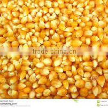 Yellow Maize Grits