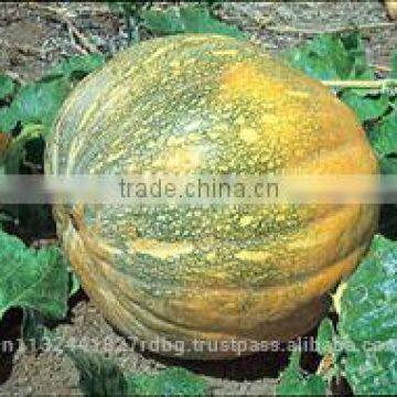 fresh pumpkin export in india/yellow pumpkin/white pumpkin eporters
