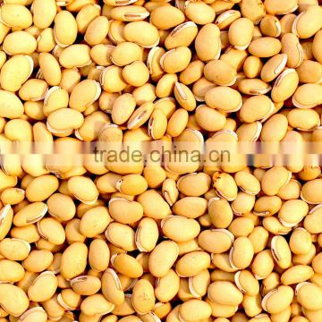 Australian Vaal Beans