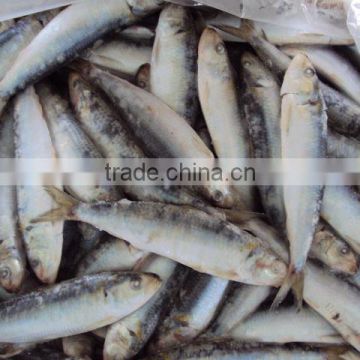 frozen sardine for bait