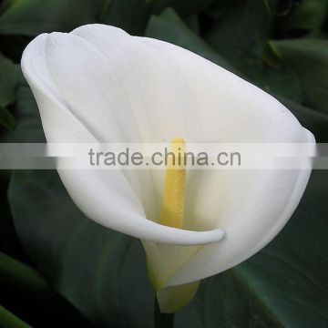 Popular new products 2016 calla lily wedding china based