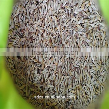 animal feed barley of Ukriane origin with test weight 65Kg/HL