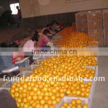 suppling chinese navel orange