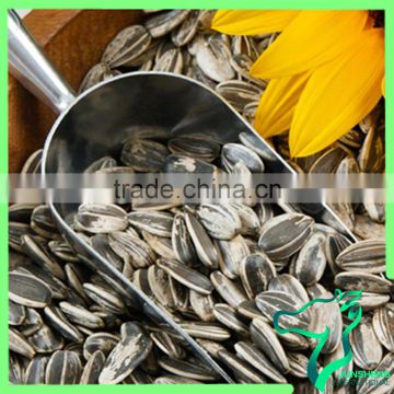 Wholesale Super Quality White Strip Sunflower Seeds 5009