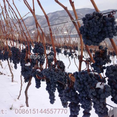 Grape seedlings Icewine grape seedlings Cold-resistant Cold limit minus 37 degrees