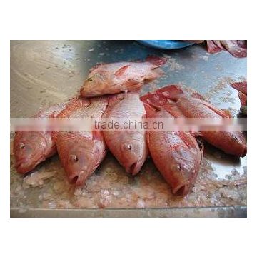 Tilapia Gutted & Scaled + frozen red tilapia