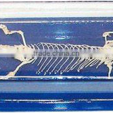 Excellent high quality lizard skeleton specimen for teaching or medical use