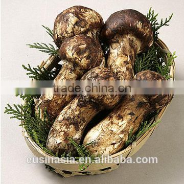 good freshness matsutake mushroom
