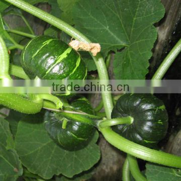 HPU10 Riqian round dark green F1 hybrid pumpkin seeds