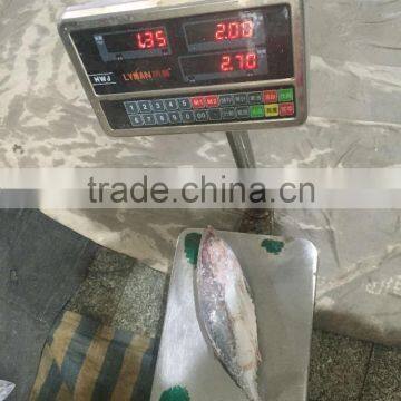 Hot Sale Whole Round Seafrozen High Quality Bonito Tuna