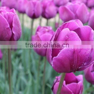 Colorful useful nature touch tulip flower