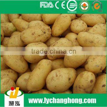 fresh potato & price of fresh potato & high quality